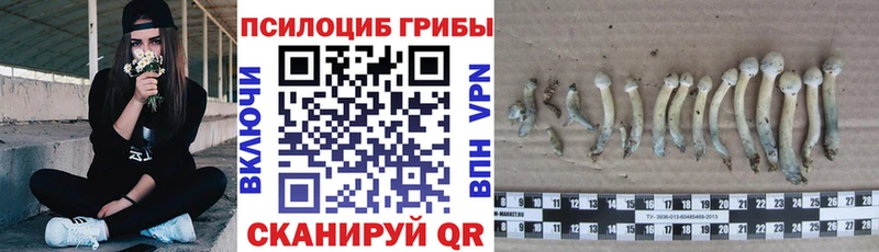 где купить   МЕГА ССЫЛКА  Галлюциногенные грибы мицелий  Закаменск 